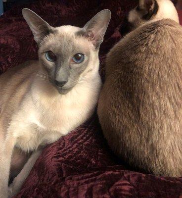 Brookings Harbor Veterinary Hospital