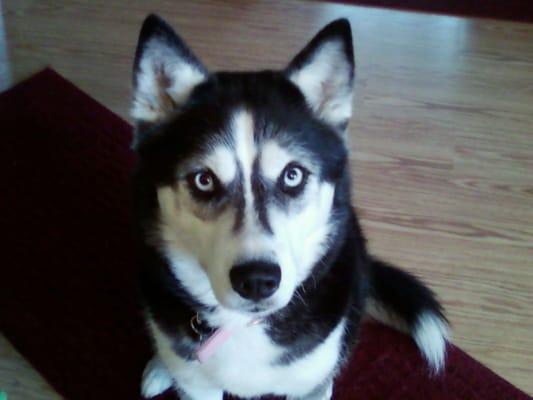 Happy At Home Pet Sitting