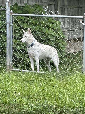 Pet Pals Animal Hospital