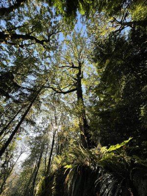 Evans Creek Preserve