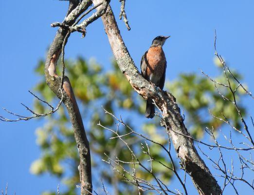 F.A. Seiberling Nature Realm