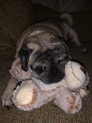 A nice day at the spa for grooming now it's time for a nap