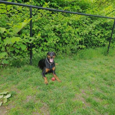 Mountainview Animal Hospital