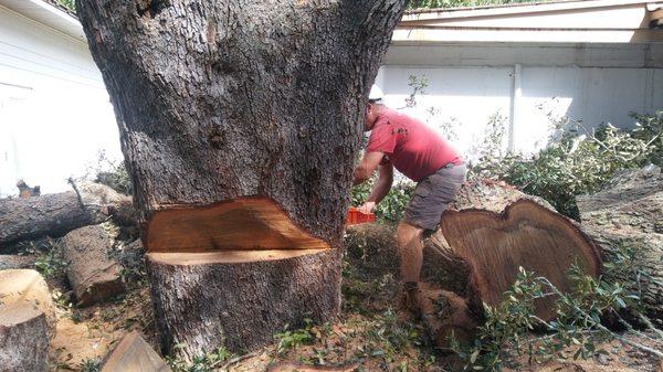 Branching Out Tree Experts