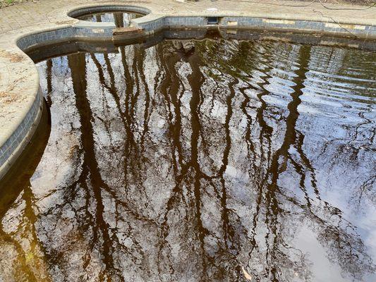 Forest Cat Pools and Landscape