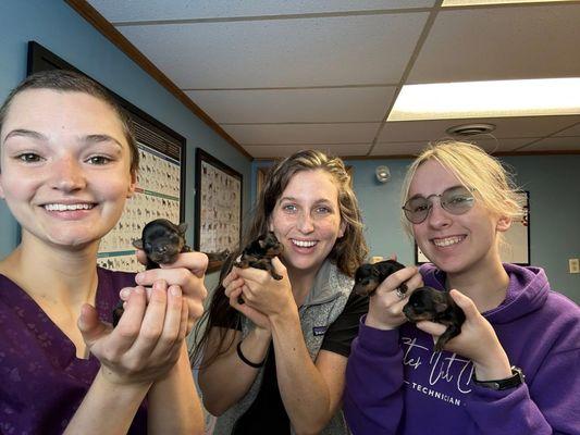 Foster Veterinary Clinic