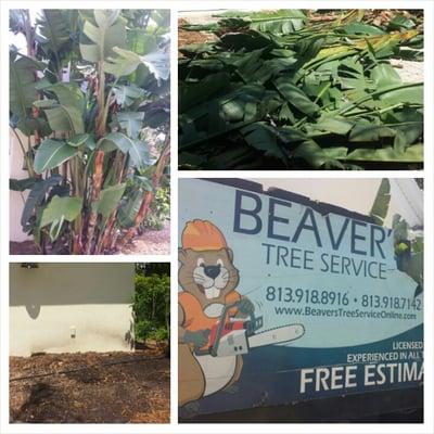 Beavers Tree Service of Tampa Bay