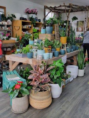 Lots of pots, planters & houseplants