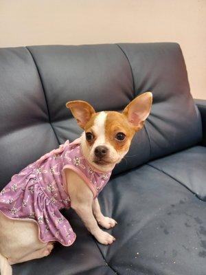 Capital Blvd Animal Hospital & Pet Inn