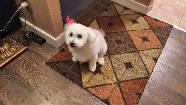 Bow Wow Wow Pet Groomers