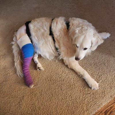 Village Center Veterinary Care