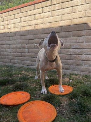 PLAY WITH ME! - paisley