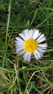 Apache Saddle Logging