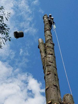 Roscoe Brothers Tree Service