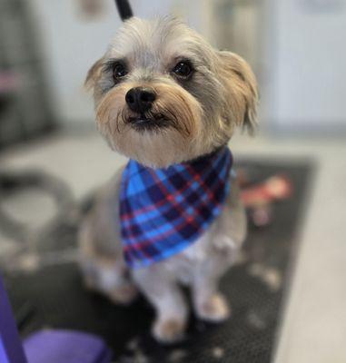 Mr. Higgins is adorable!