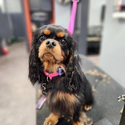 Unleashed Grooming Company