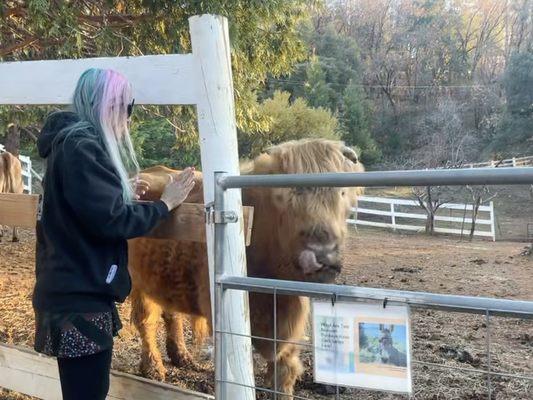 who has cuter hair? (the cow, obvi)