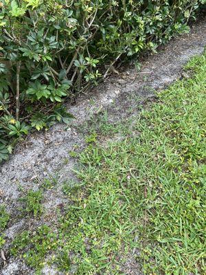 No edging or weed whacking