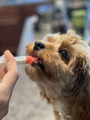 Lake Pine Animal Hospital