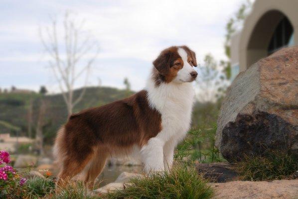Red Forrest Australian Shepherds