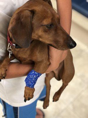 Orange County Emergency Pet Clinic