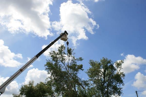 Davis Tree Service
