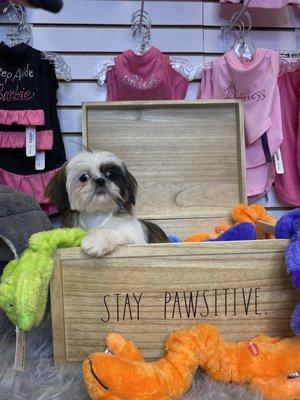 Puppy World Boutique & Spa