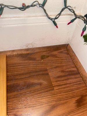 Dog hair left in every crevice.