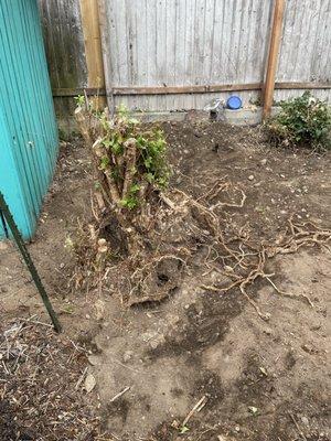 Jay's Stump Grinding