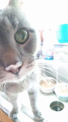 Boulevard Animal Hospital