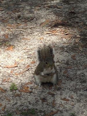Salt Springs Recreation Area