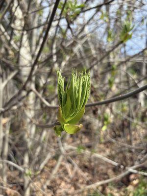 Los Alamitos Creek Trail