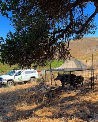 Urban Trapping Wildlife Control