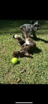 Carolina Pet Care Services