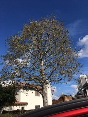 Montiel tree service