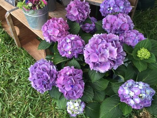 Mcmullen Flower Shoppe