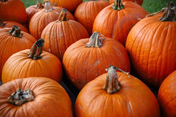 Conner's A-Maize-Ing Acres