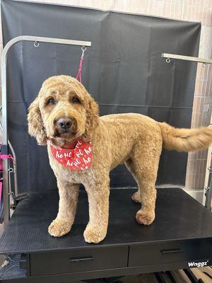 Countryside Canine Grooming Boutique