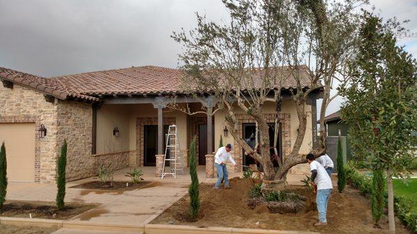 Pacific West Tree Company