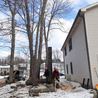 Carrier Tree Service