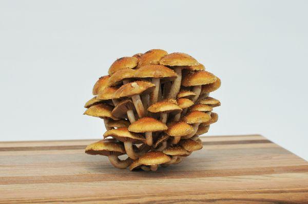 The Mushroom Hub - Detroit