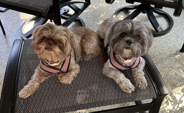 Miriam's Poochella Grooming