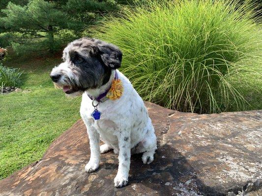 Great walk with the pup and others doing the same.