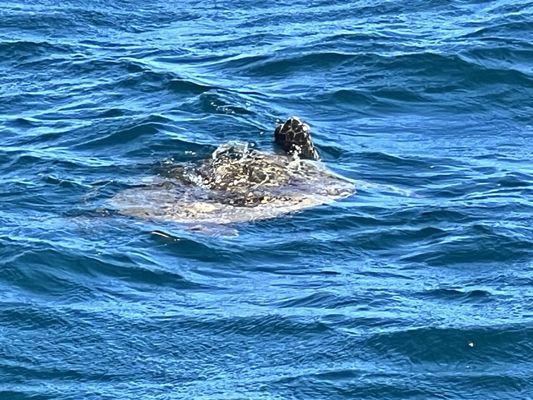 Napali Seabreeze Tours