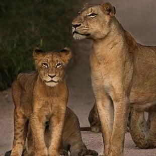 Stanley's Adventures