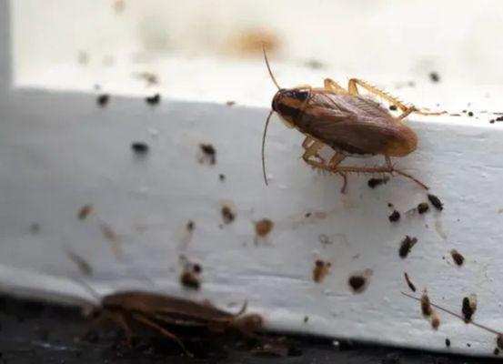 Onestamford Pest Control