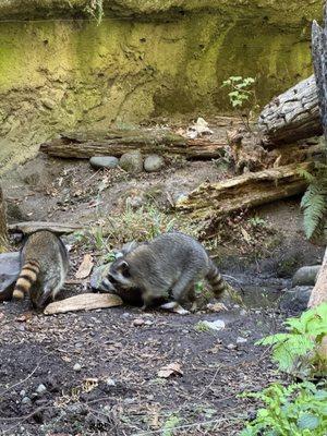 Northwest Trek Wildlife Park