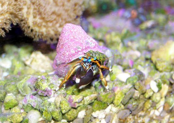 Maintained by Aquatic Environments