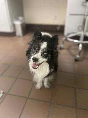 Palm Springs Animal Hospital