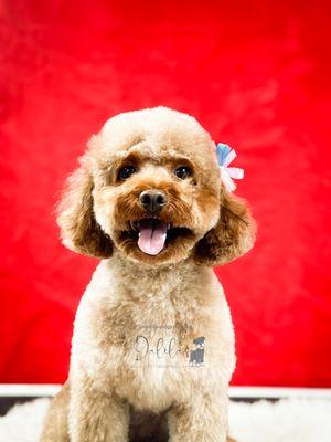 Adonis Pet Grooming 347-832-0563